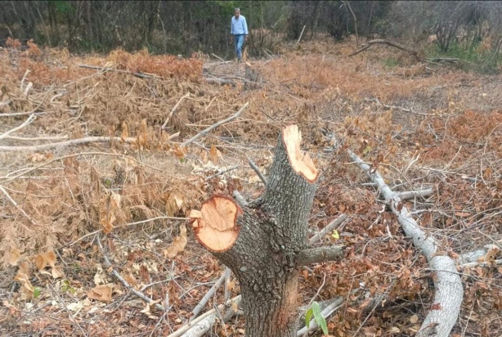 Imagen de terreno con árbol talado y pasto quemado, un señor lo mira de lejos con tristeza.