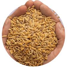 Unas manos cogiendo el arroz paddy