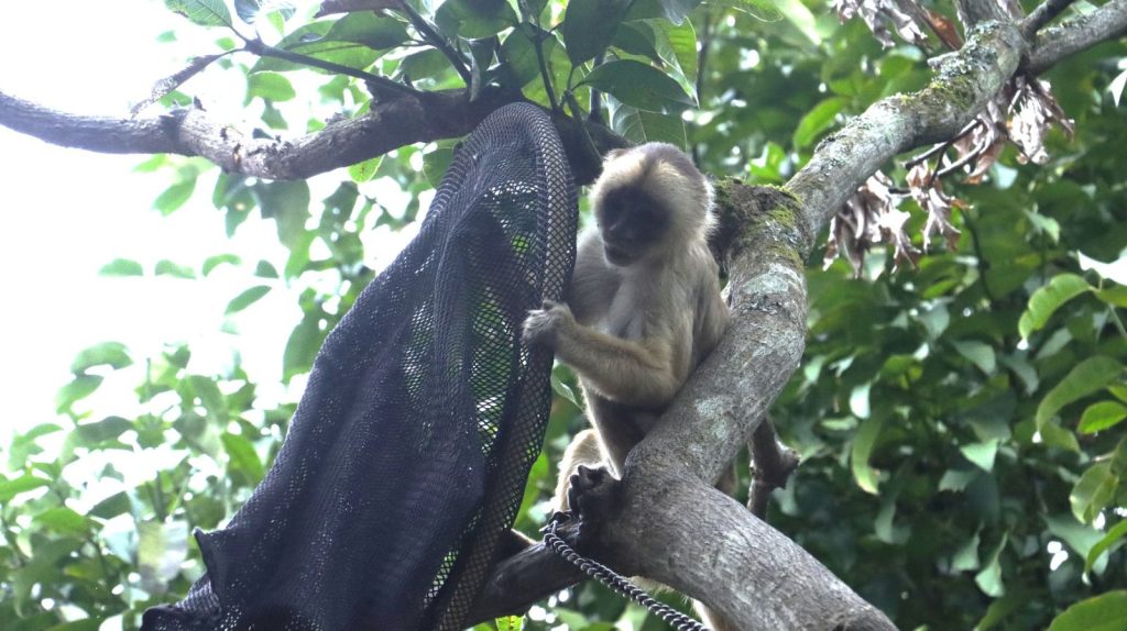 Un mono titi en un árbol.