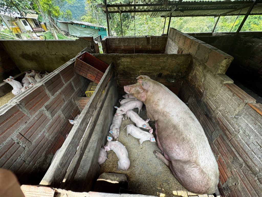 Porcinos gigantes en un criadero