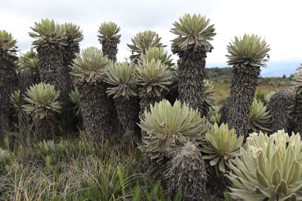 Es la imagen de frailejones y paramos de Cundinamarca.