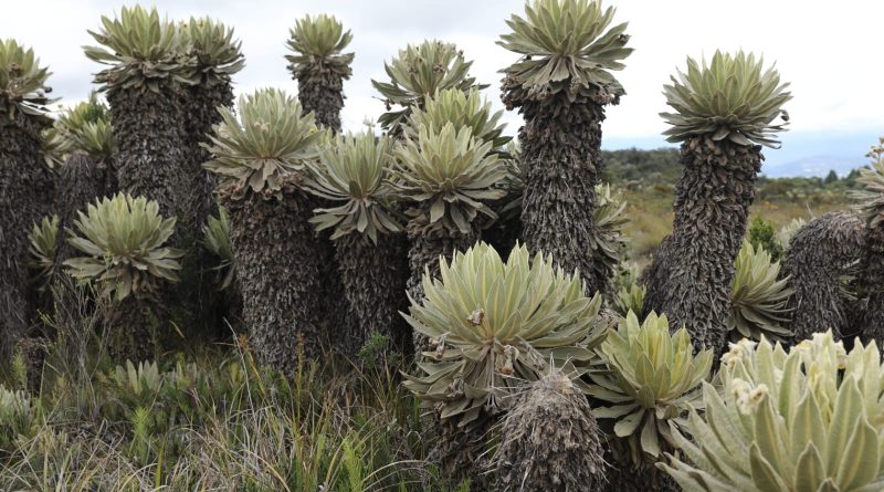 Es la imagen de frailejones y paramos de Cundinamarca.