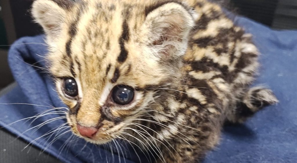 Cachorra de Ocelote envuelta en una manta azul.