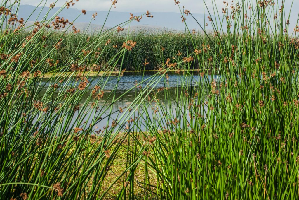 Es la panorámica de una laguna, rodeada de plantas.