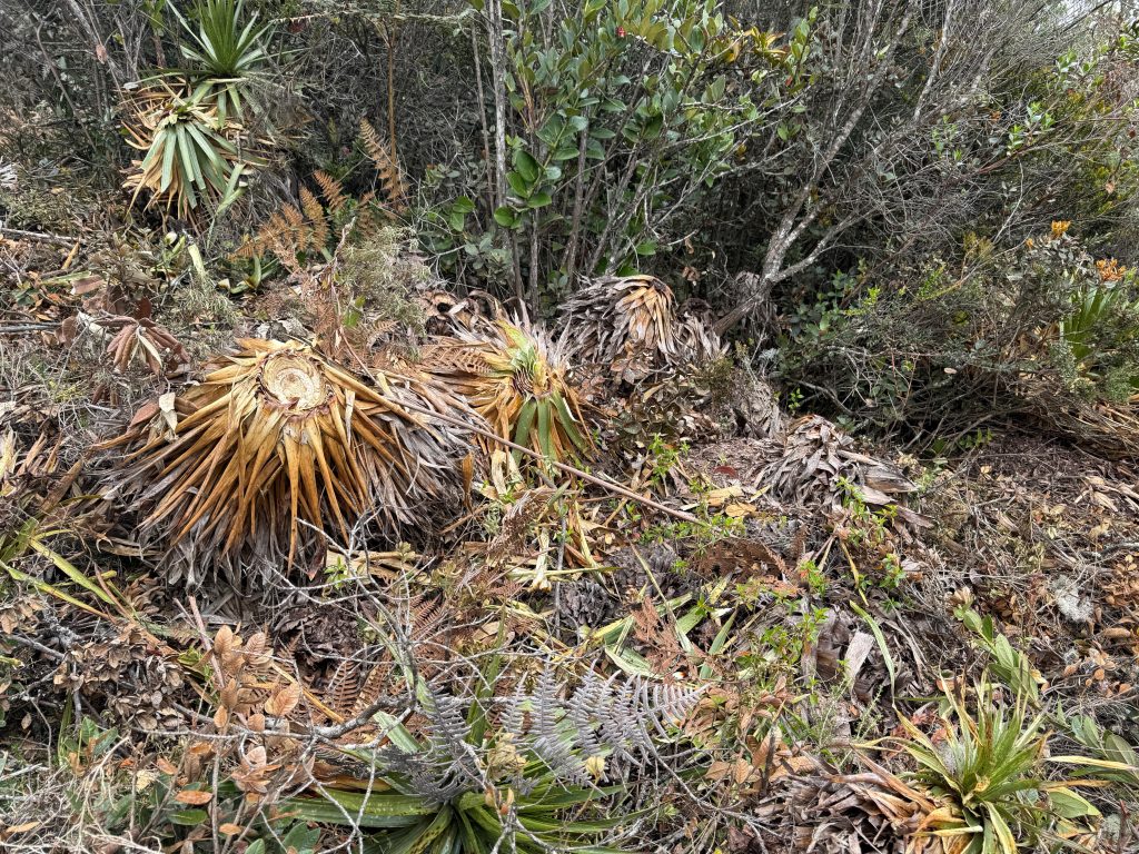 Frailejones quedamados por el invierno.