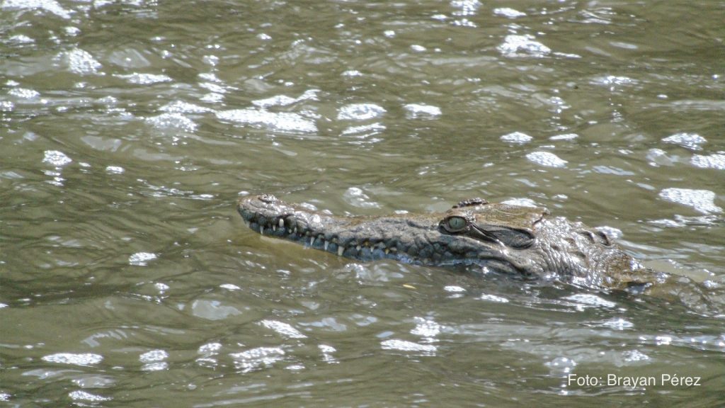 Caimán en el río.