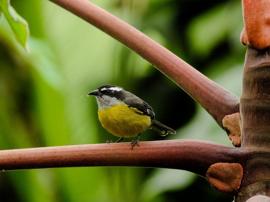 Aves amarillas de Cundinamarca