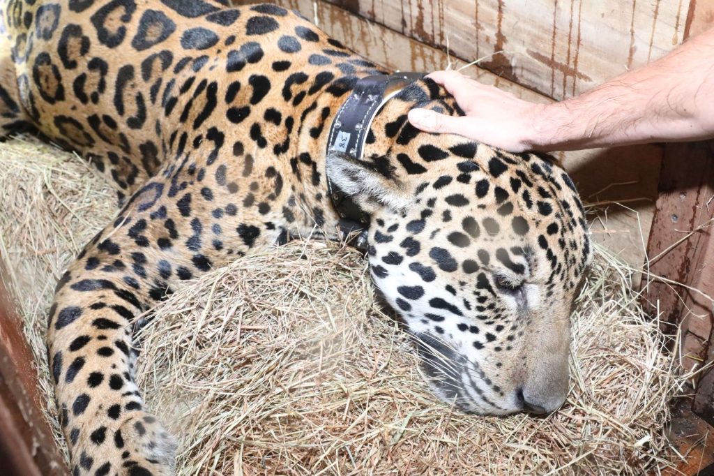 Jaguar lastimado.