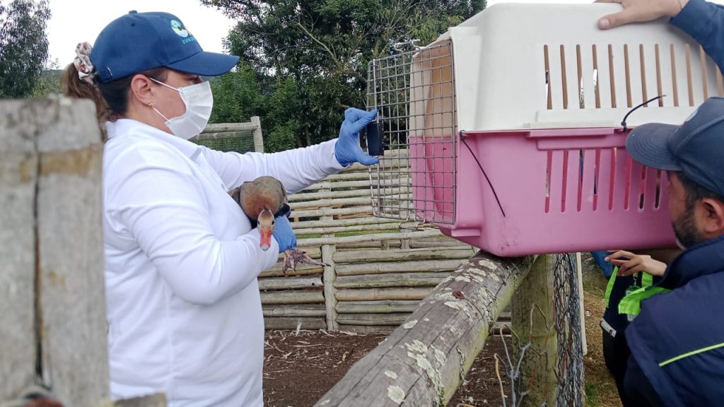 Una persona con un pato en la mano, llevándolo a una jaula.