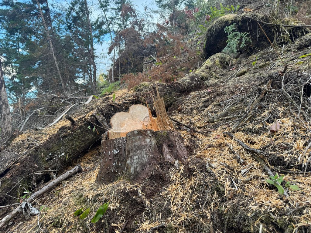 Es un bosque completamente talado.