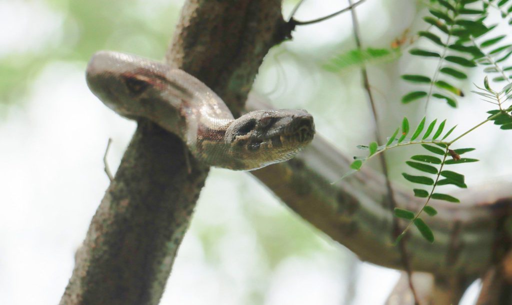 Serpiente colgada de un árbol.
