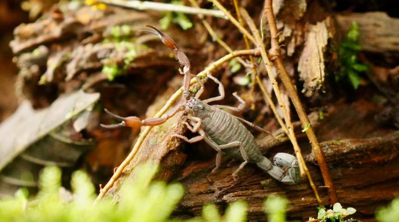Golpe al tráfico ilegal de fauna: CAR y autoridades ambientales liberan 46 animales silvestres