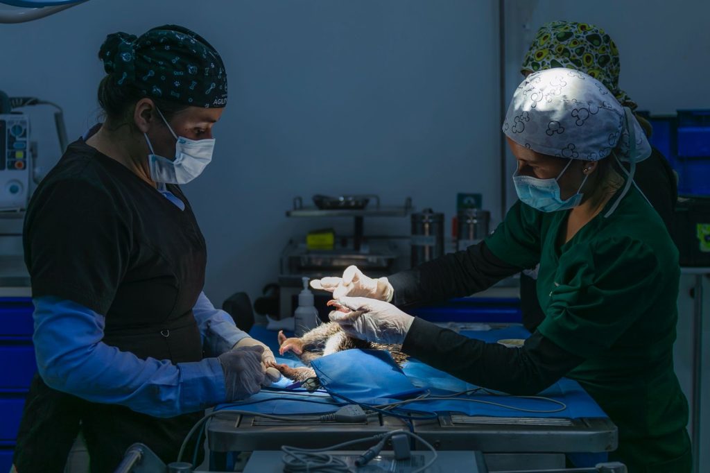 Médicos veterinarios realizando esterilizaciones a gatos