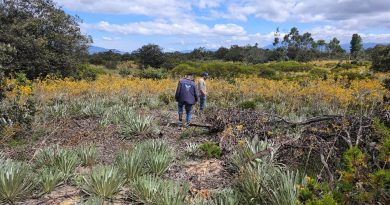 CAR inicia proceso sancionatorio ambiental por afectación a 45 frailejones en zona rural de Ráquira, Boyacá Cultivo de frailejones en Ráquira