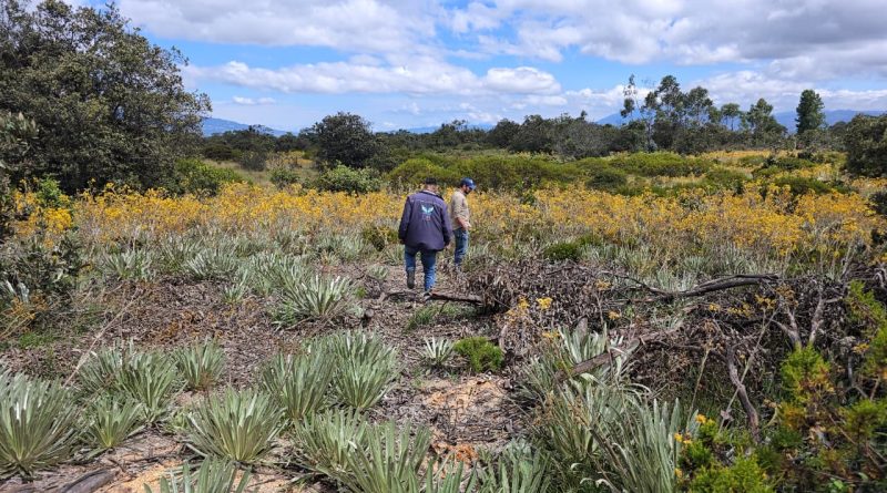 Cultivo de frailejones en Ráquira