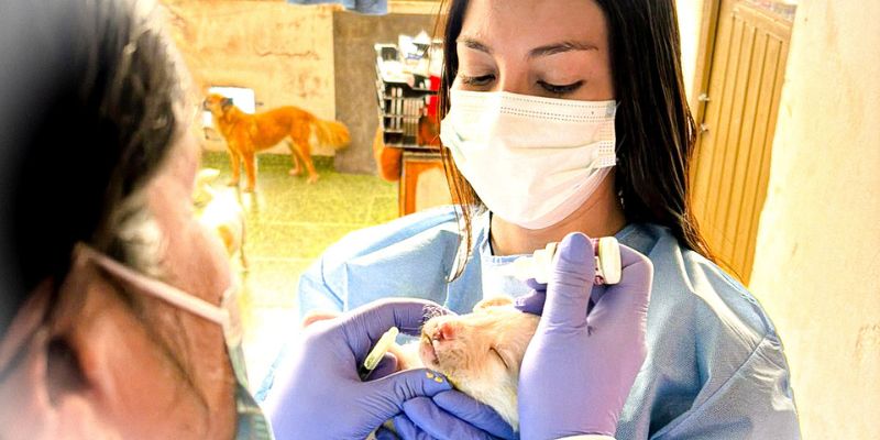 Médicos veterinarios atendiendo a un perrito.