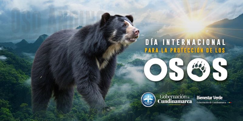 Imagen del Oso Andino