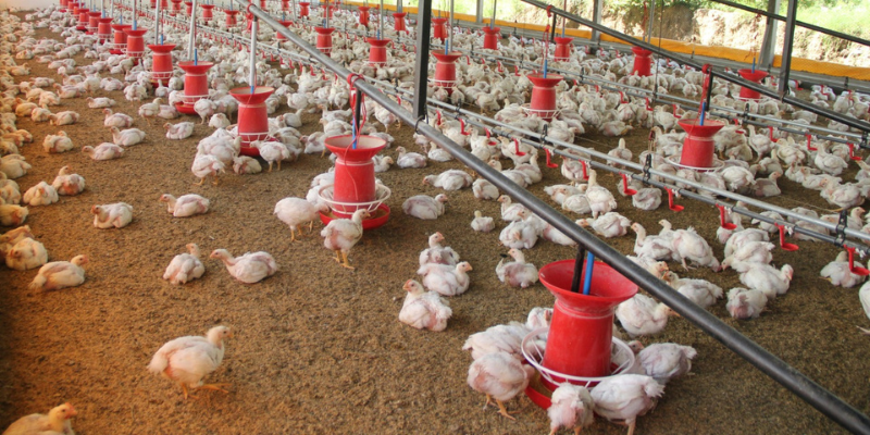 Galpón de gallinas comiendo en sus comederos.