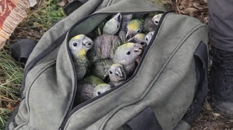 Guacamayas en una bolsa, fueron rescatadas por la CARA