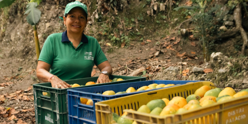 Mujer presentando una canasta de mangos dulces