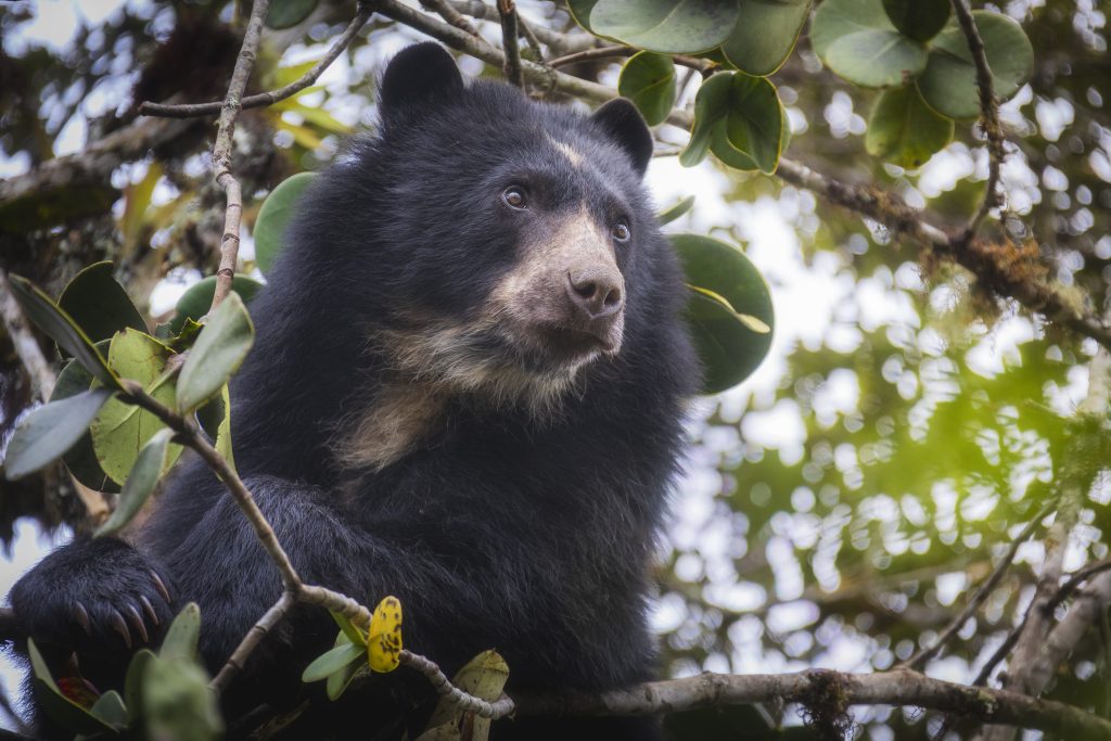 Foto del Oso Andino