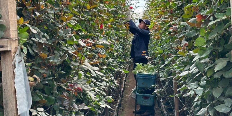 Un señor recogiendo flores para San Valentín.