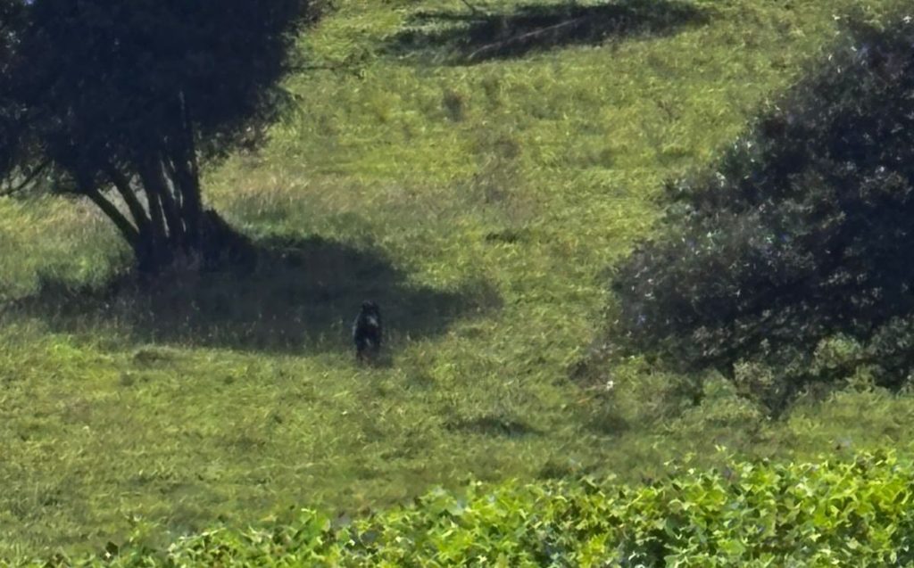 Oso Andino caminando por pastal en la Calera Cundinamarca.