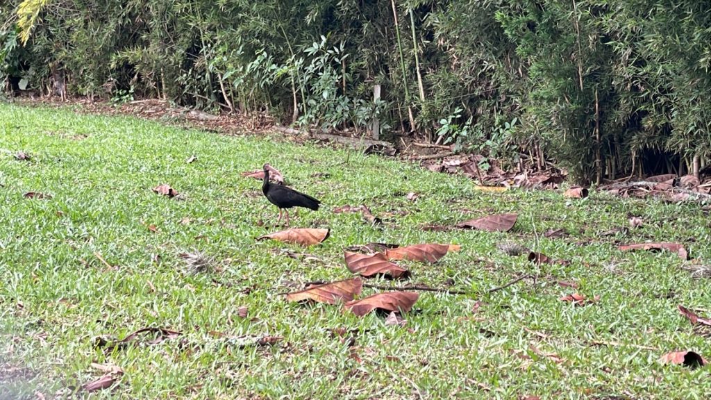 Ave migratoria en Cundinamarca