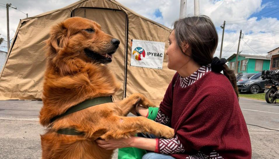 Mujer con un perri Golden, aludiendo a la normatividad protectora de animales.