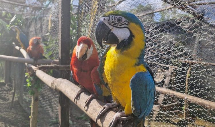 Loros rehabilitados en Cundinamarca