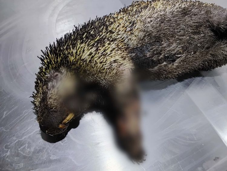 Animal afectado por incendios