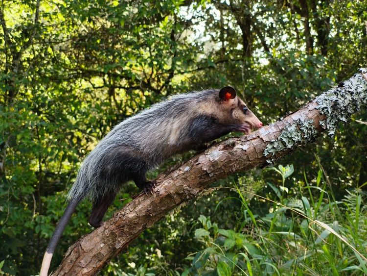 Zariguella rescatada por la CAR