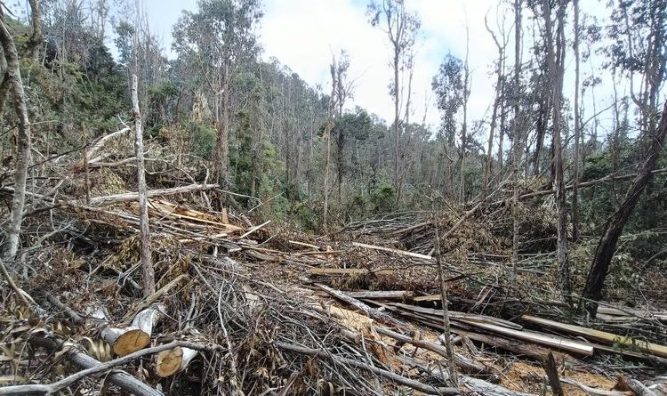Bosques sin árboles en Cundinamarca