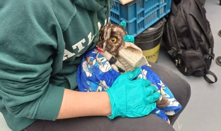 “La participación ciudadana continúa siendo fundamental para la protección y conservación de la fauna silvestre en el territorio”: Directora regional Bajo Magdalena de la CAR.