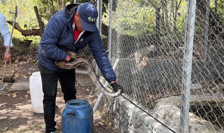 Boas constructor en Cundinamarca