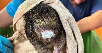 Animales que han sufrido quemaduras por los incendios en Cundinamarca