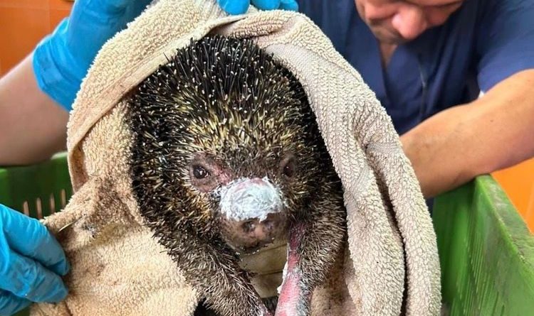 Animales que han sufrido quemaduras por los incendios en Cundinamarca