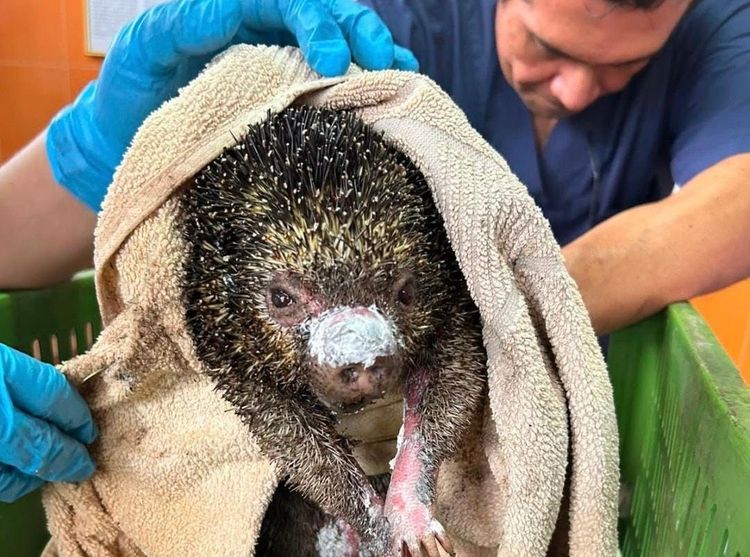 Animales que han sufrido quemaduras por los incendios en Cundinamarca