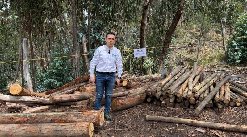 Trabajador de la CAR en bosque talado