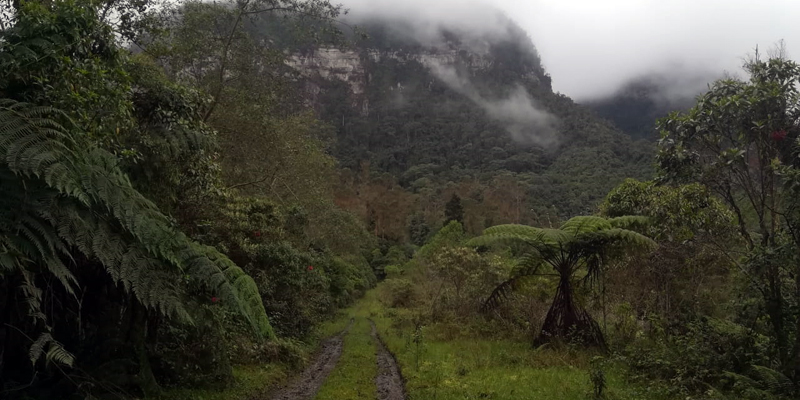 Es un bosque de niebla que corresponde a uno de los que se pueden encontrar en Cundinamarca en la provincia del Sumapaz.