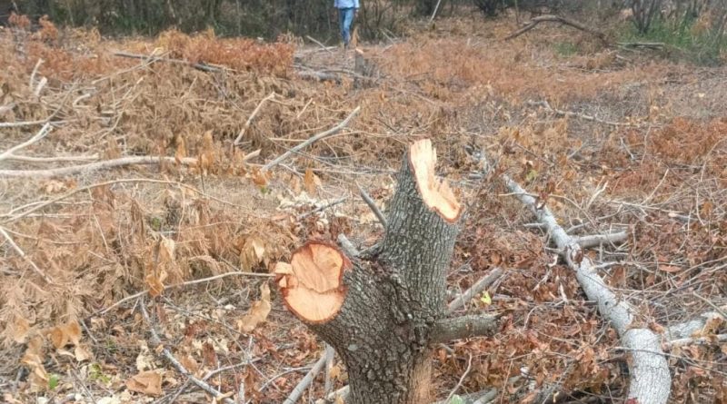 Imagen de terreno con árbol talado y pasto quemado, un señor lo mira de lejos con tristeza.