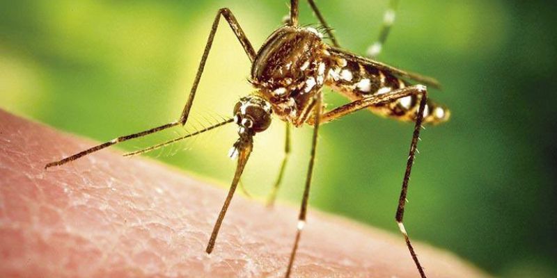 imagen del mosco que trasmite la fiebre amarilla, picando una piel humana.