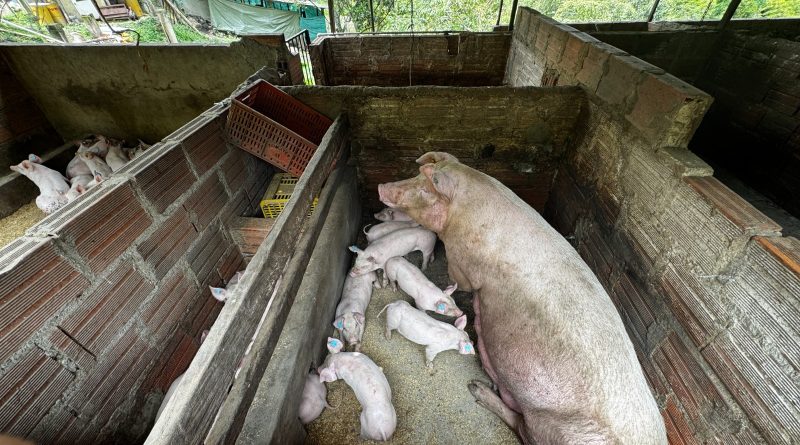 Porcinos gigantes en un criadero