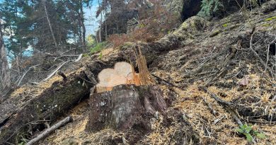 Es un bosque completamente talado.