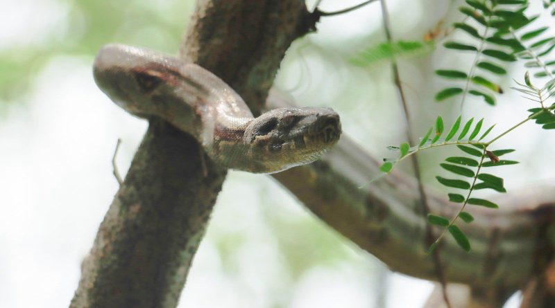 Serpiente colgada de un árbol.
