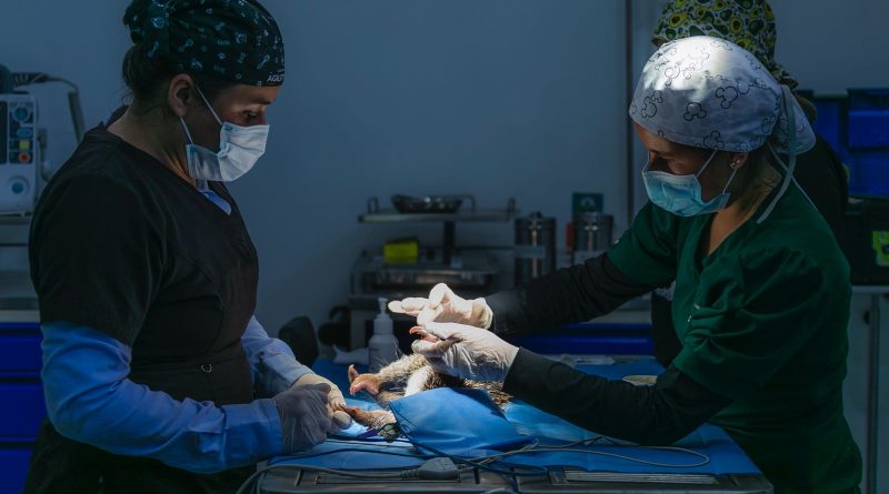 Médicos veterinarios realizando esterilizaciones a gatos