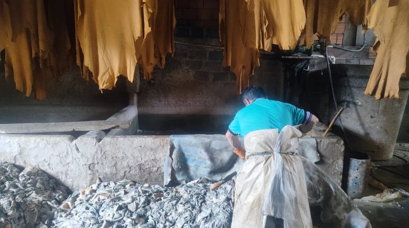 Cueros de curtiembre contaminados de color azuloso