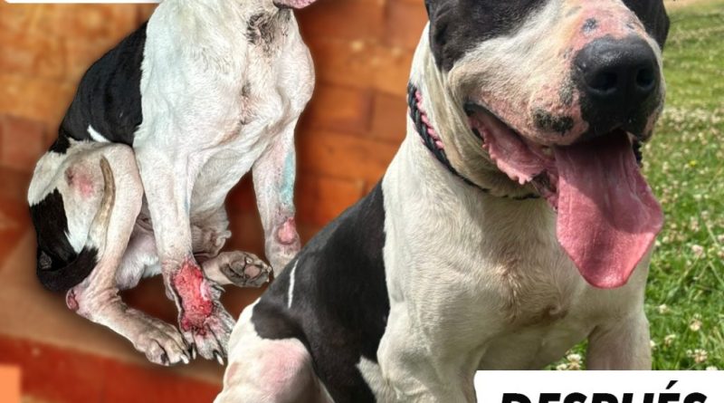 Ángel: de víctima de maltrato animal a símbolo de la Ley Ángel