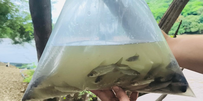 Ricaurte y Nariño recibieron jornada de repoblamiento de 125.000 alevinos en el río Magdalena