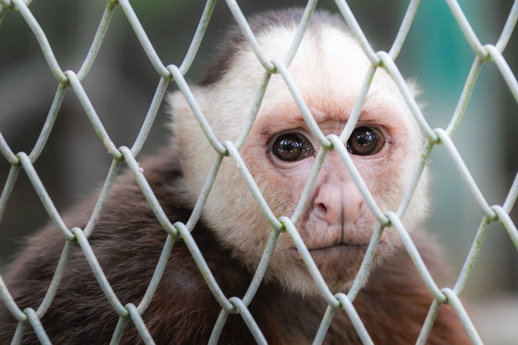 * Autoridades ambientales y organizaciones de control y conservación de vida silvestre como Traffic y Panthera Colombia se unen al llamado a denunciar ante cualquier hecho que atente contra los ecosistemas.